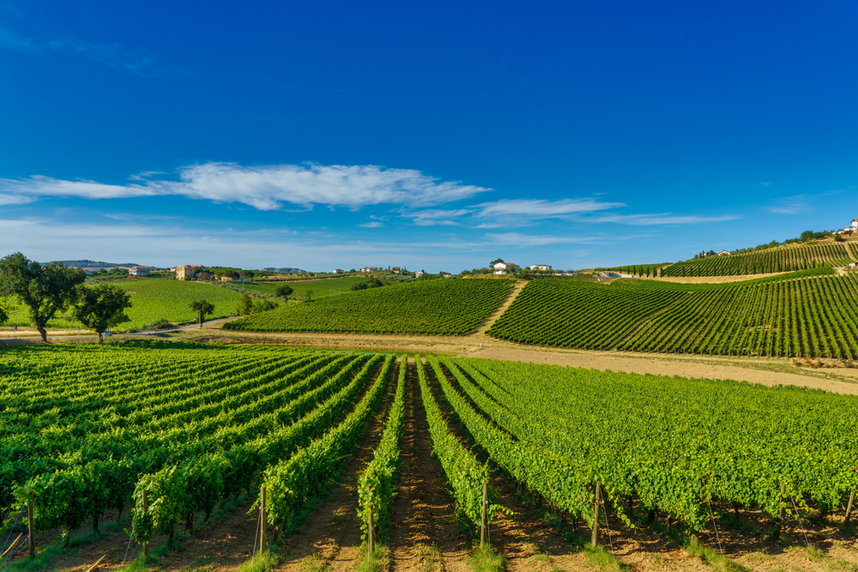 Montepulciano, vino d'Abruzzo Montepulciano, vino d'Abruzzo
